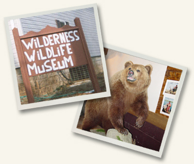 Wilderness Wildlife Museum