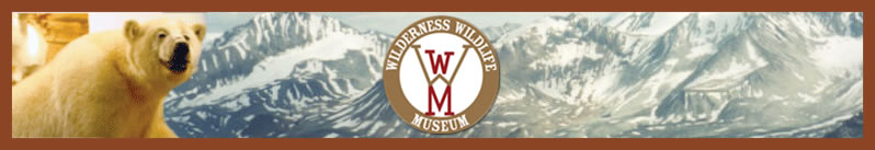 wilderness wildlife museum header