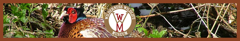 wilderness wildlife museum header